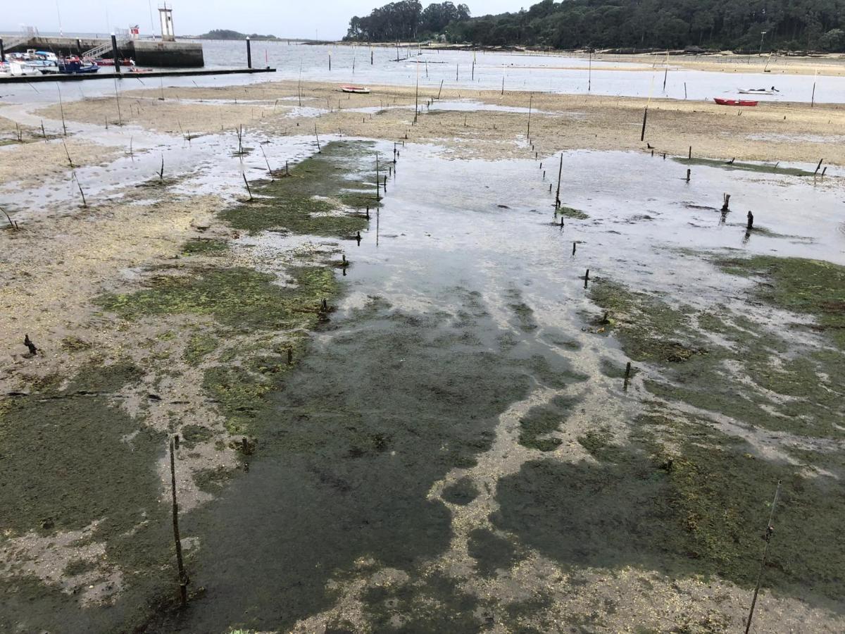 Alojamientos Rias Baixas- Casa Castillejos- Carril 维拉加尔西亚·德·阿劳萨 外观 照片